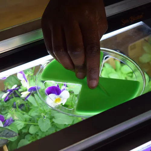 Monotop Propagator